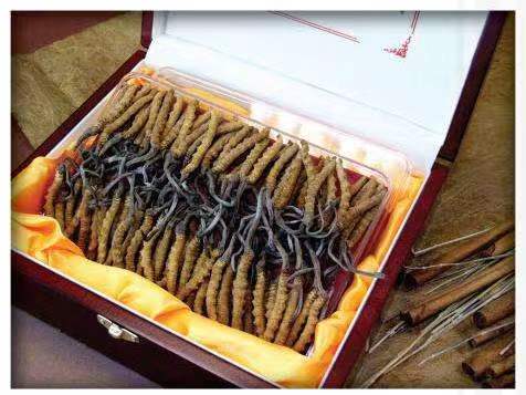 方正冬虫夏草回收